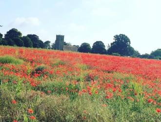 Poppies at St Peters Church