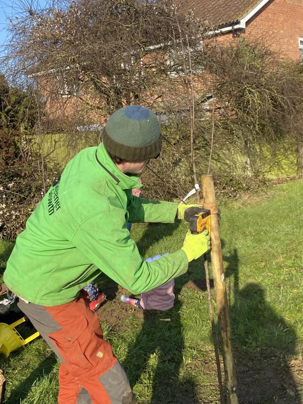 Tree planting 4